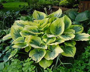 Hosta 'Liberty'