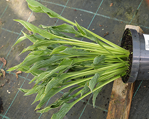 Hosta 'Praying Hand'